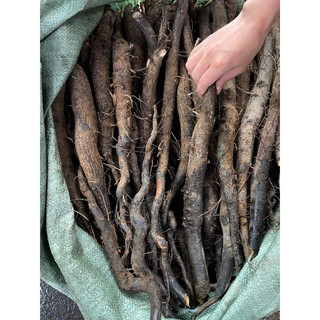 Sâm Béo Đen(Sâm Bảo Ngọc,Sâm Một Rễ,Sâm Đất) 1kg Hút Chân Không