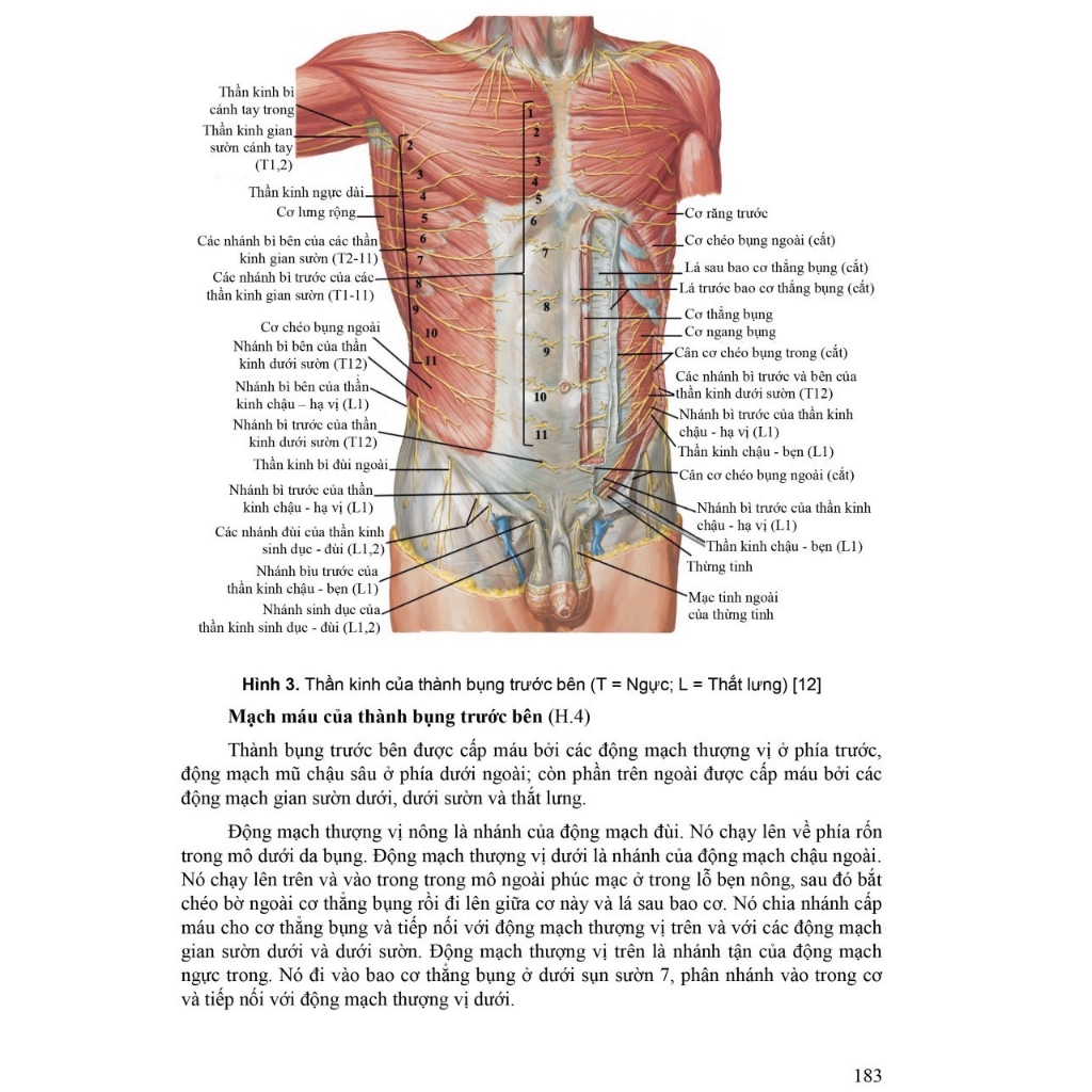 Sách - Giải phẫu người
