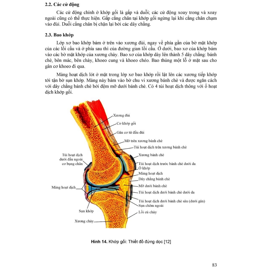 Sách - Giải phẫu người