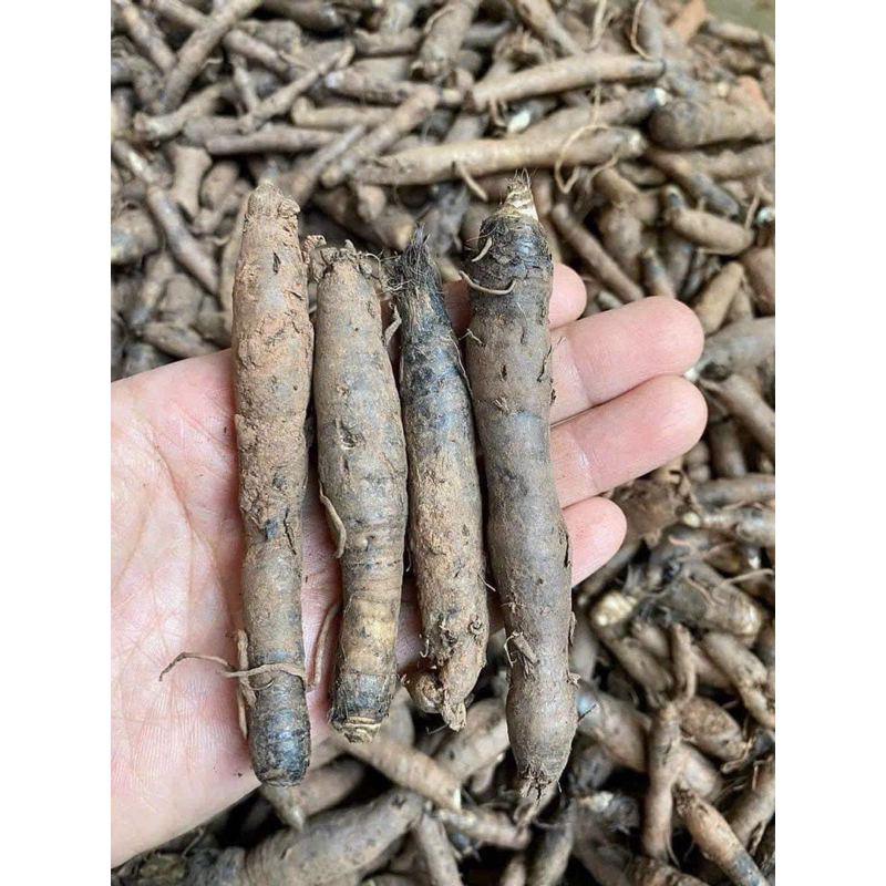 Sâm tiên mao  tươi 1 Kg Làm Sạch Hút Chân Không