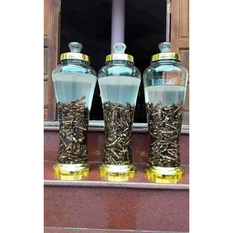 Sâm tiên mao  tươi 1 Kg Làm Sạch Hút Chân Không