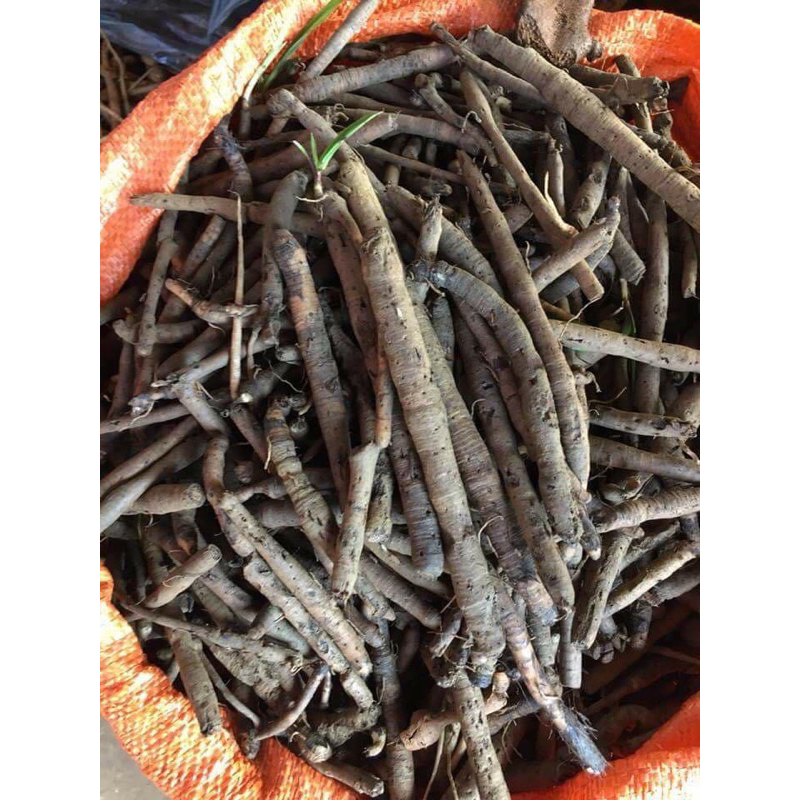 Sâm tiên mao  tươi 1 Kg Làm Sạch Hút Chân Không