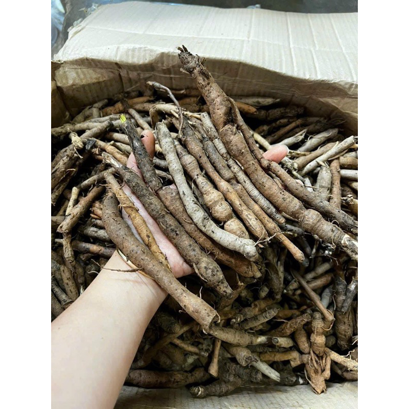 Sâm tiên mao  tươi 1 Kg Làm Sạch Hút Chân Không