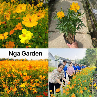Cây hoa sao nhái vàng chanh hoặc vàng cam