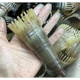  Lược Sừng Tròn Đẹp Massage Đầu Lược Sừng Răng To Gội Đầu Dưỡng Sinh Chải Tóc Mát Xa Dụng Cụ Spa Làm Đẹp 