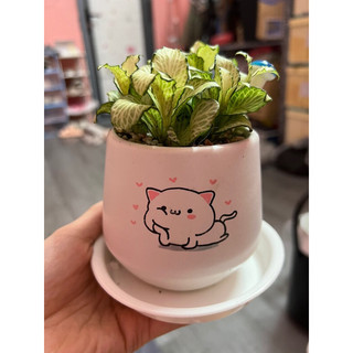 Đĩa lót chậu hoa cây cảnh TRÒN Size bé, phù hợp cây cảnh nhỏ, sen đá ...  ☘️☘️☘️