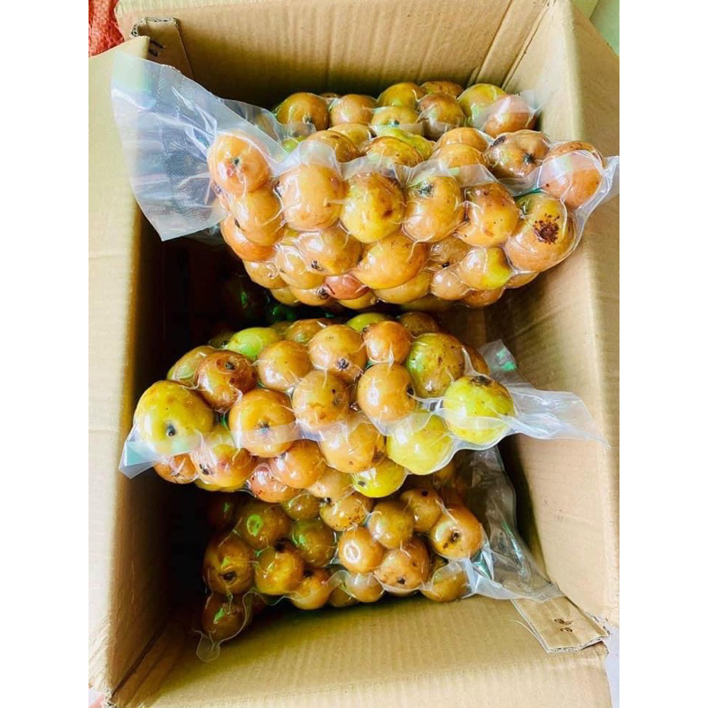 Táo Mèo Tươi Mù Cang Chải Ngon loại 1 trực tiếp tại rừng