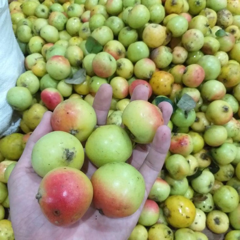 Táo Mèo Tươi Mù Cang Chải Ngon loại 1 trực tiếp tại rừng