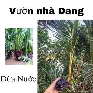 Cây dừa nước giống, chòi mọc mầm, cây thủy sinh dễ trồng