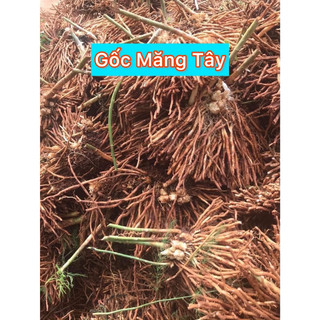 Gốc măng tây bao nảy mầm đẹp.