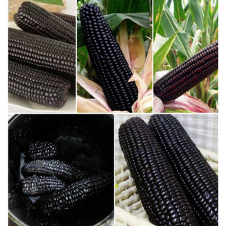 100gram hạt giống ngô nếp đen