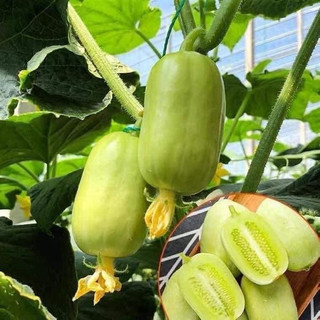 Hạt giống Dưa chuột Ngọc Nữ gói 30 hạt