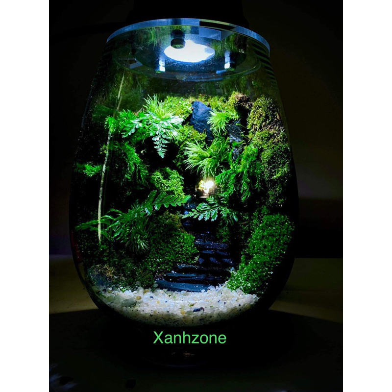 Bình Terrarium quà tặng trang trí, mosslight terrarium, bình terrarium