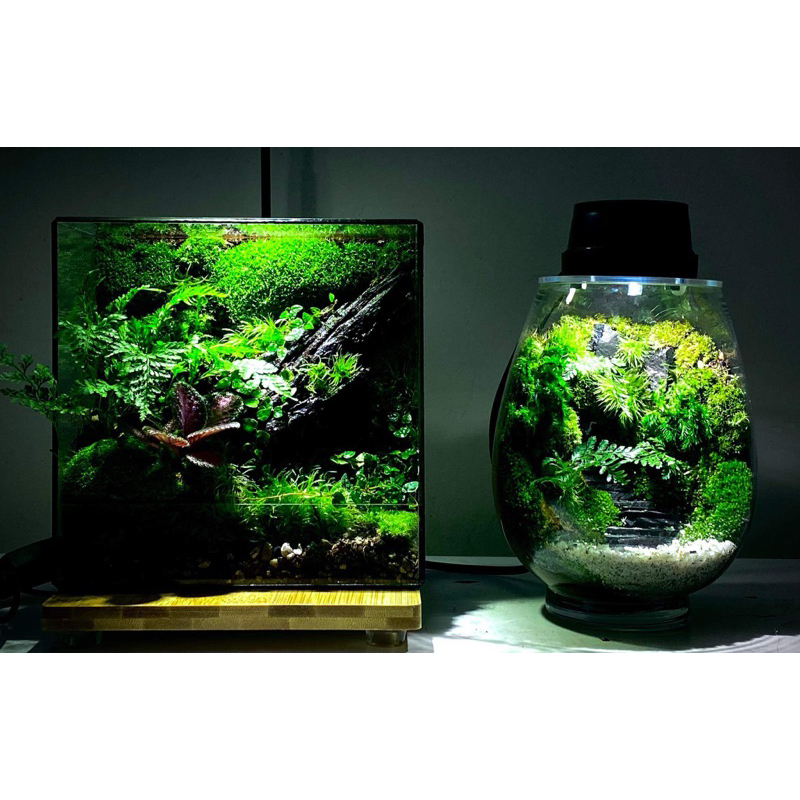 Bình Terrarium quà tặng trang trí, mosslight terrarium, bình terrarium