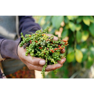 Tiêu đỏ hữu cơ Kampot Campuchia 100g