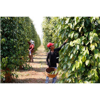 Tiêu đỏ hữu cơ Kampot Campuchia 100g