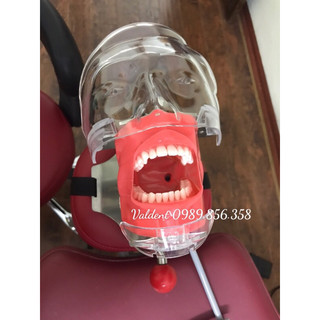 Phantom thực hành nha khoa có hàm và răng - dụng cụ mô phỏng bệnh nhân lâm sàng - hàm nhựa giả - dụng cụ thực tập