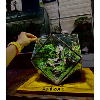 Terrarium setup sẵn, bình terrarium setup sẵn, terrarium quà tặng. kèm đèn