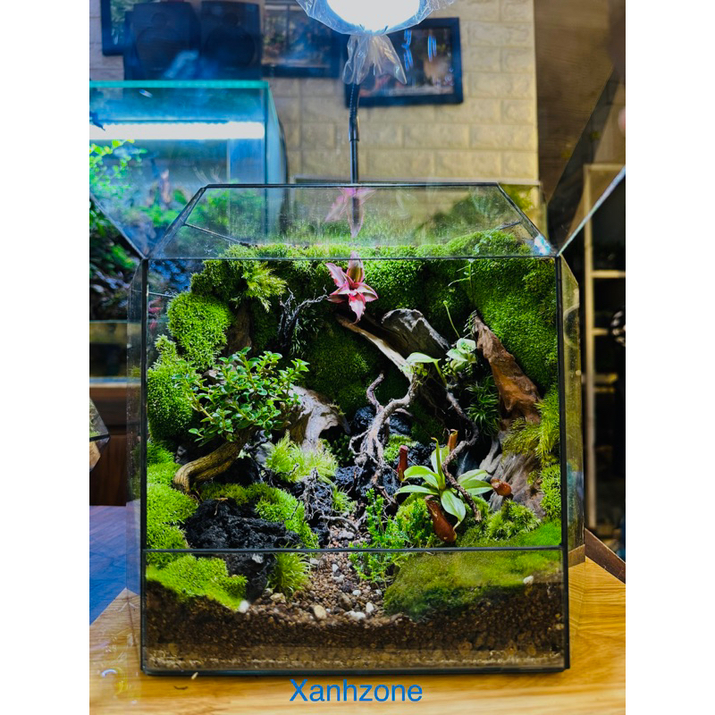Terrarium đa giác , terrarium mini, combo setup terrarium, terrarium setup sẵn