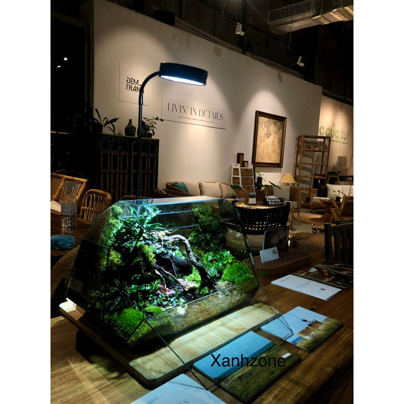 Terrarium đa giác , terrarium mini, combo setup terrarium, terrarium setup sẵn