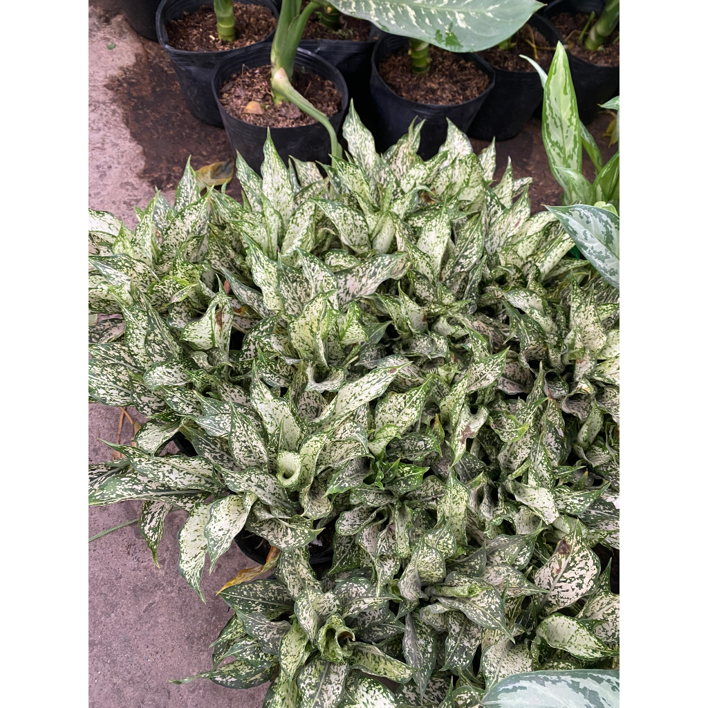 Cây Ngọc Ngân mini để bàn cực đẹp cao 20cm | Cây phong thủy, Thu hút ánh nhìn, Mang lại tài lộc, Lỗi 1 đổi 1