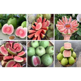 CÂY GIỐNG ỔI RUBY RUỘT ĐỎ(CÂY GIỐNG NAM TÂY NGUYÊN)