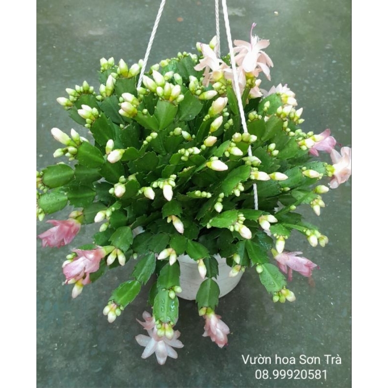 (VHST - GIAO TRONG) TIỂU QUỲNH (Lan càng cua) màu hồng phấn, đang hoa.