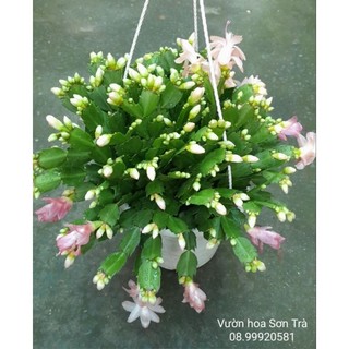 Tiểu quỳnh màu hồng phấn, đang hoa.