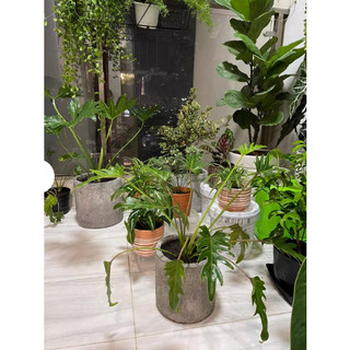 Chậu xi măng tròn (các cỡ) - Lan Decor