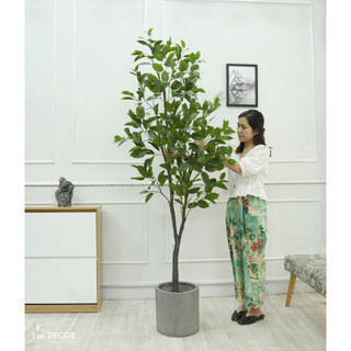 Chậu xi măng tròn (các cỡ) - Lan Decor