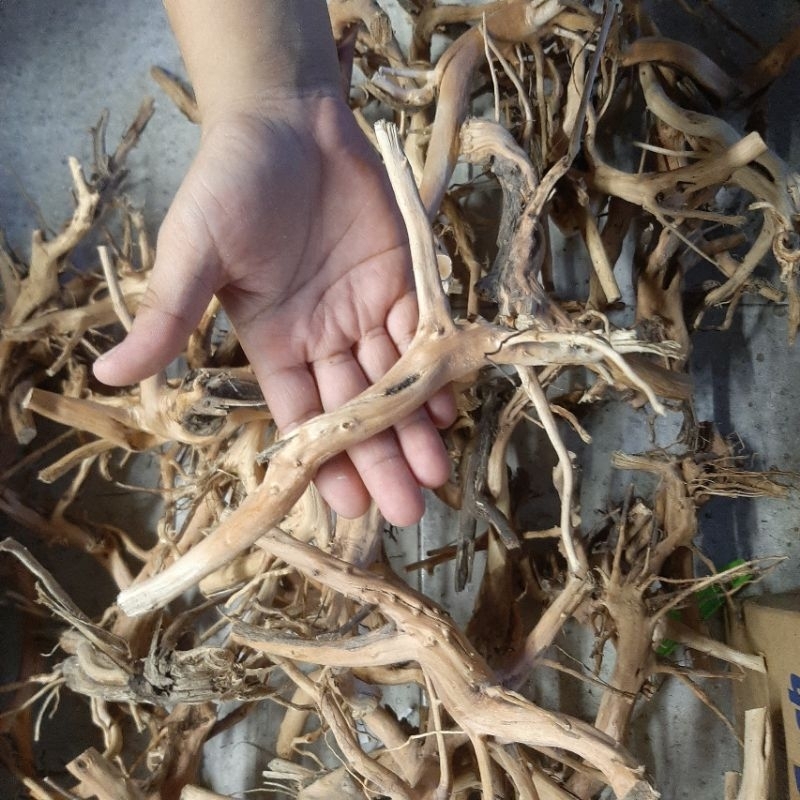 Lũa San Hải Quỳ Mini