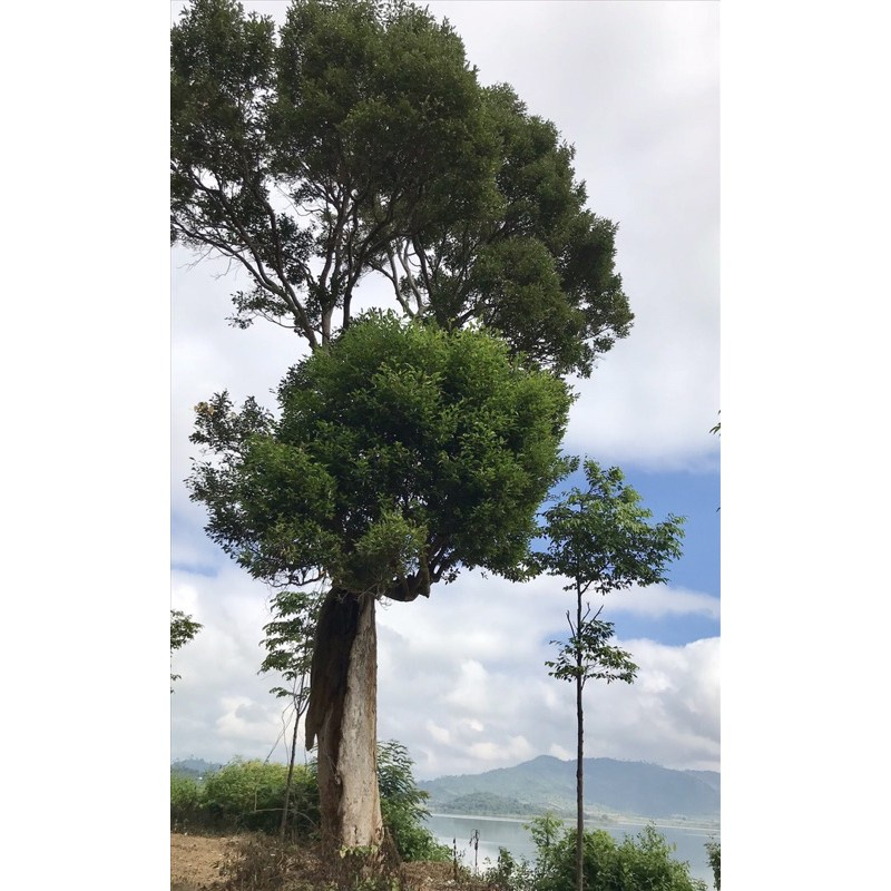 GIỐNG CÂY KƠ NIA