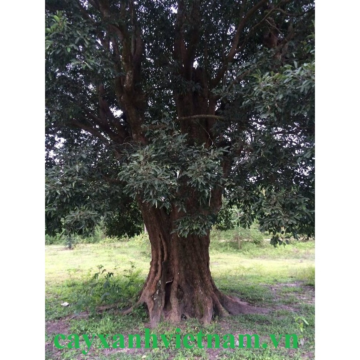 GIỐNG CÂY KƠ NIA