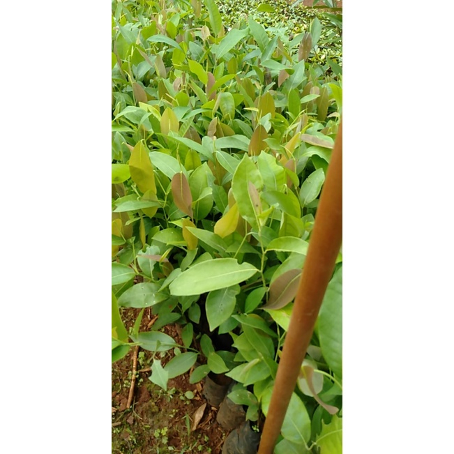 GIỐNG CÂY KƠ NIA