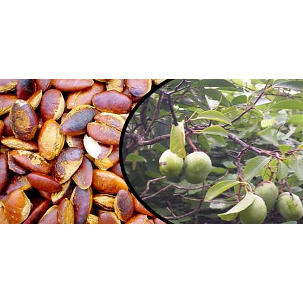 GIỐNG CÂY KƠ NIA