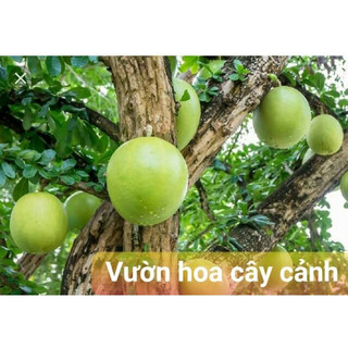 1 cây đào tiên vn giống chuẩn
