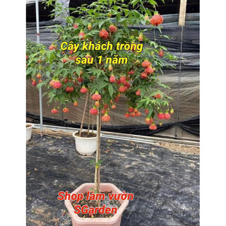 Chậu cây hoa lồng đèn thân gỗ hoa quanh năm cao khoảng 50-60cm