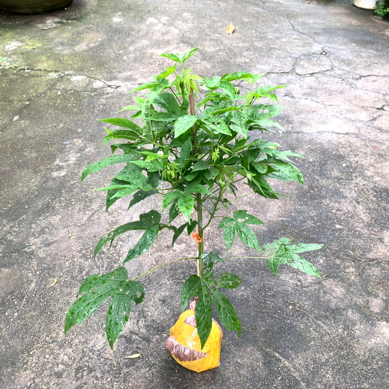 Cây hoa lồng đèn thân gỗ hoa quanh năm cao khoảng 50-60cm