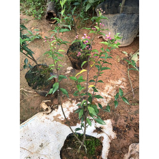 Cây hồng ngọc mai