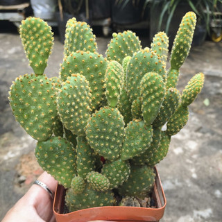 Xương rồng tai thỏ dễ thương