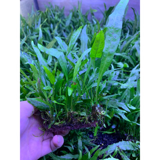 Dương xỉ lá hẹp