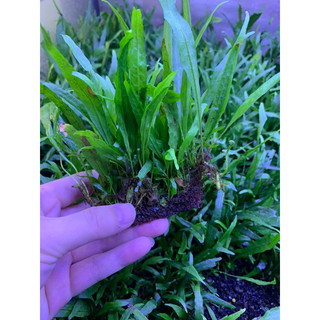 Dương xỉ lá hẹp (Cây thuỷ sinh)