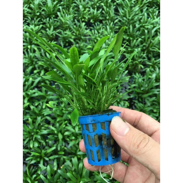 Tiêu thảo mũi tên - Cây thuỷ sinh