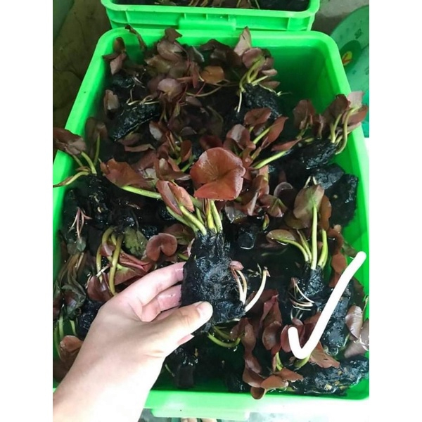 Sen đỏ - Cây thuỷ sinh