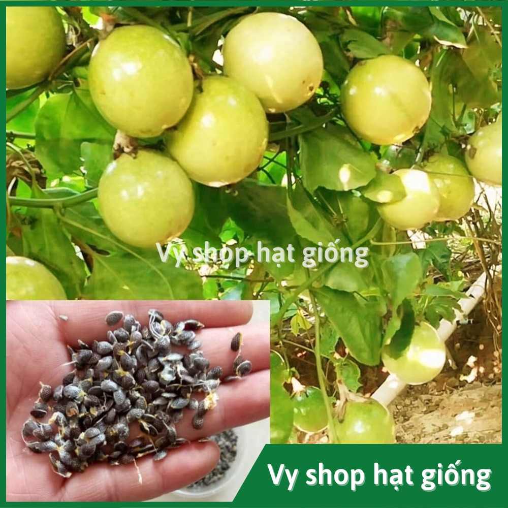 Hạt giống chanh leo vàng (chanh dây hoàng kim) gói 50 hạt