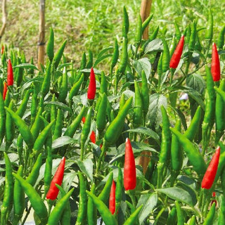 Hạt Giống Ớt Chỉ Thiên Siêu Cay ( 50 hạt )