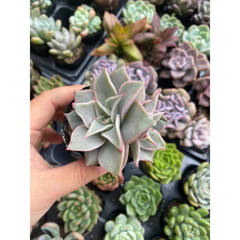 Sen đá Madiba size bầu