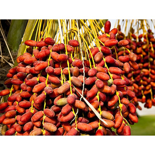 Cây chà là khasab giống ăn quả