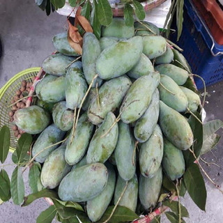 Cây giống xoài thái