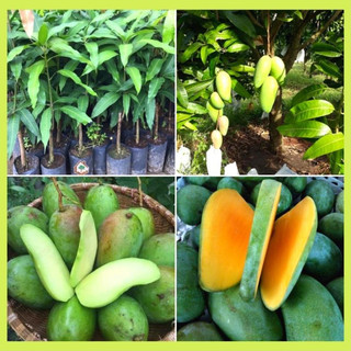 CÂY GIỐNG XOÀI THÁI(CÂY GIỐNG NAM TÂY NGUYÊN)